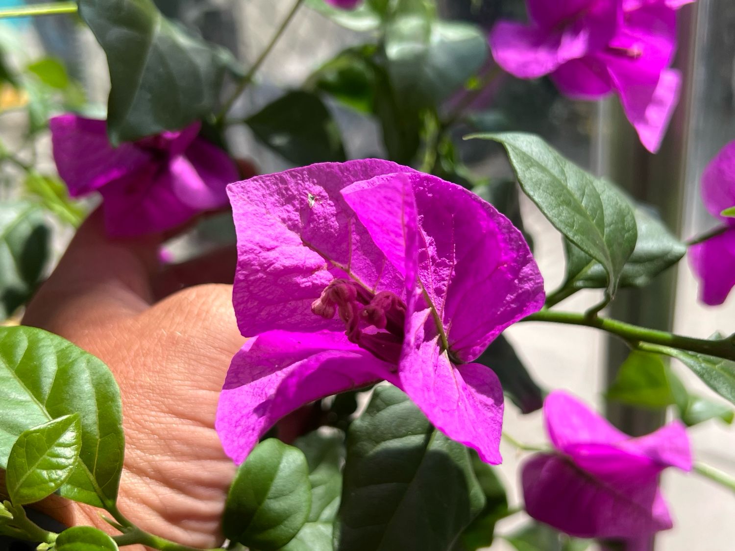 Bougainvillea - “Purple Queen”
