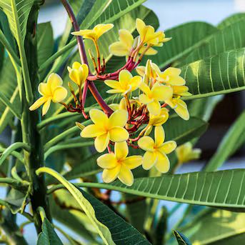 Plumeria Frangipani Tree - ‘Yellow Gold’