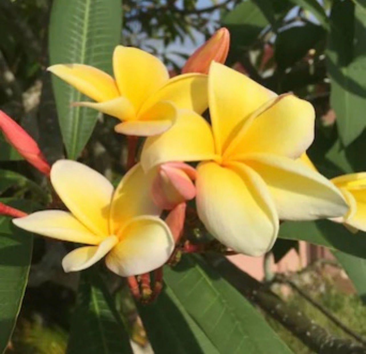 Plumeria Frangipani Tree - ‘Yellow Gold’