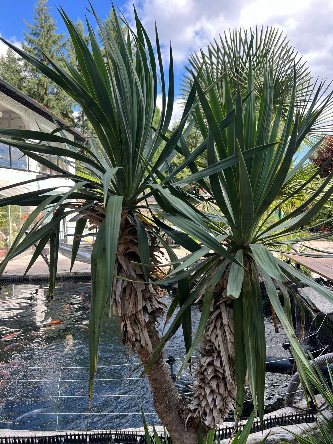 Yucca recurvifolia - Divisions
