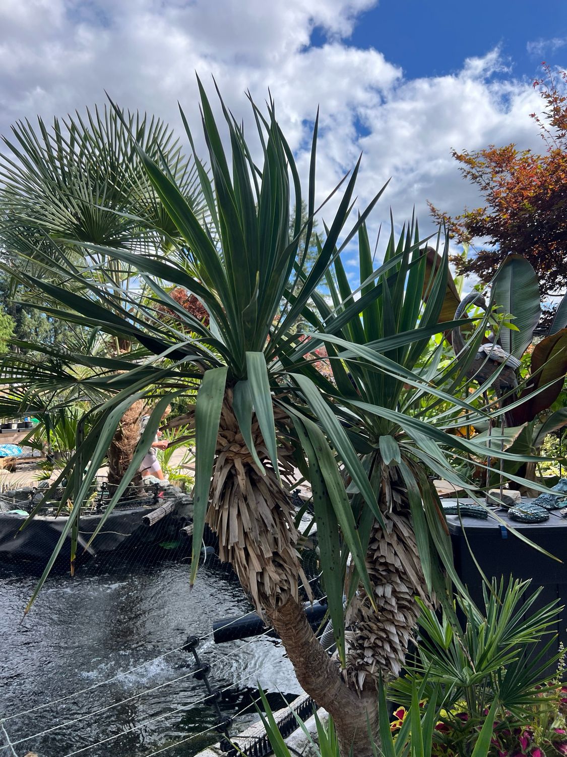Yucca recurvifolia - Divisions
