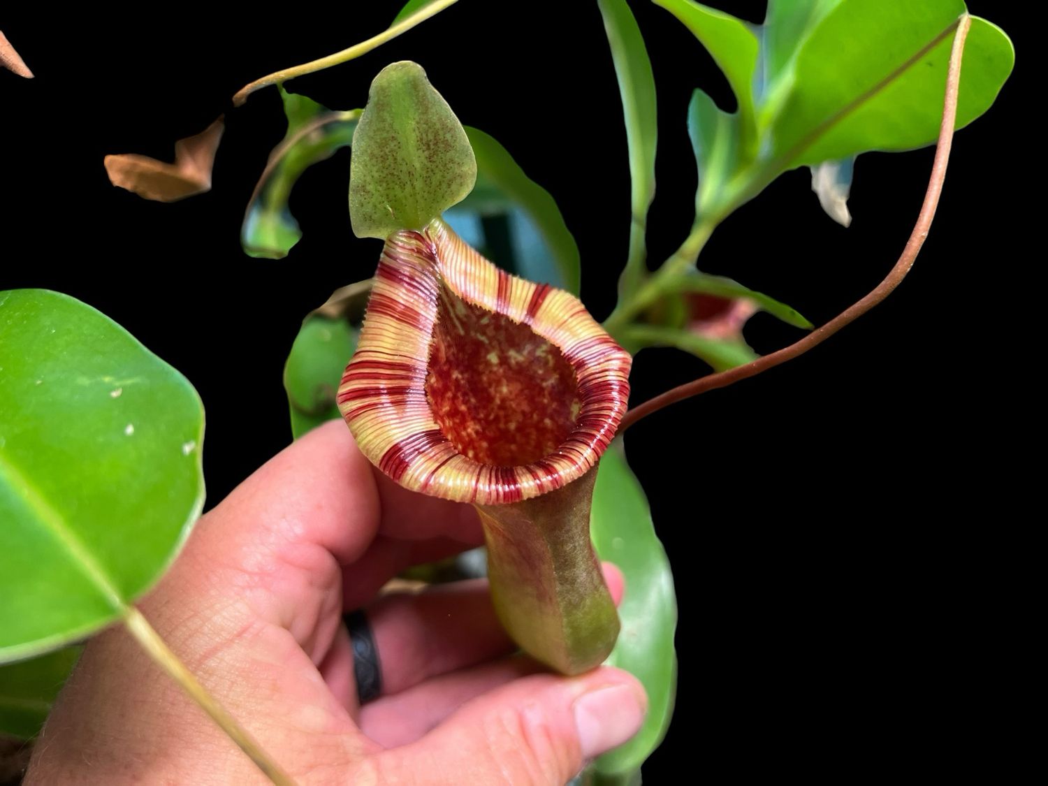 Nepenthes × briggsiana (Large) 