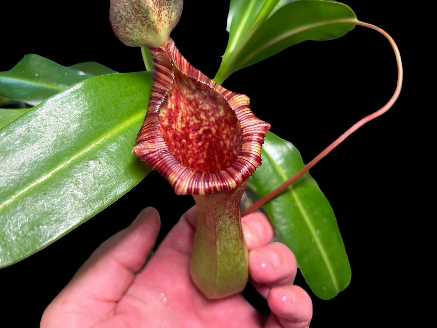 Nepenthes × briggsiana (Large) 