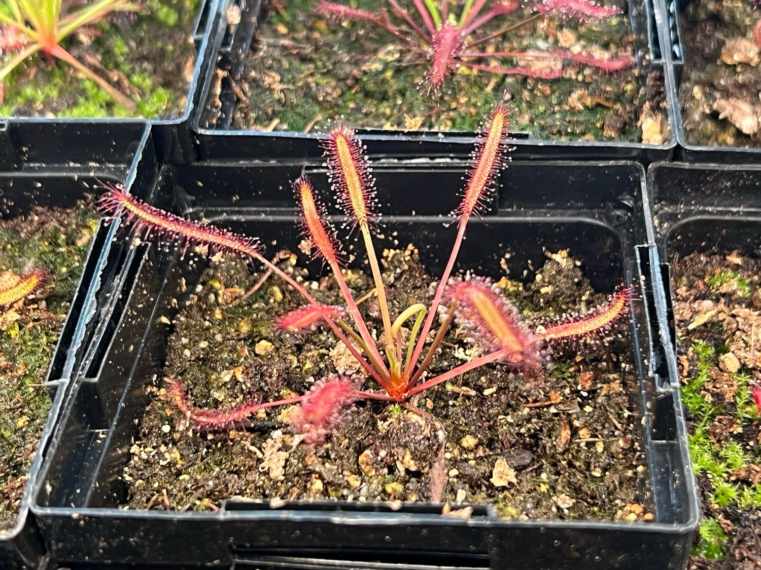 Drosera capensis "Dark Maroon" Cape Sundew