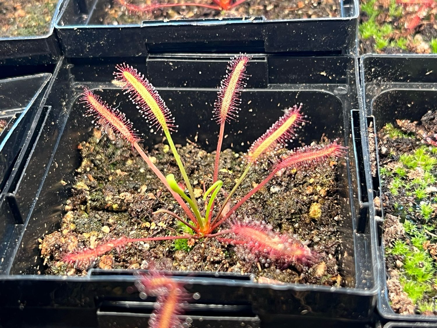 Drosera capensis "Dark Maroon" Cape Sundew