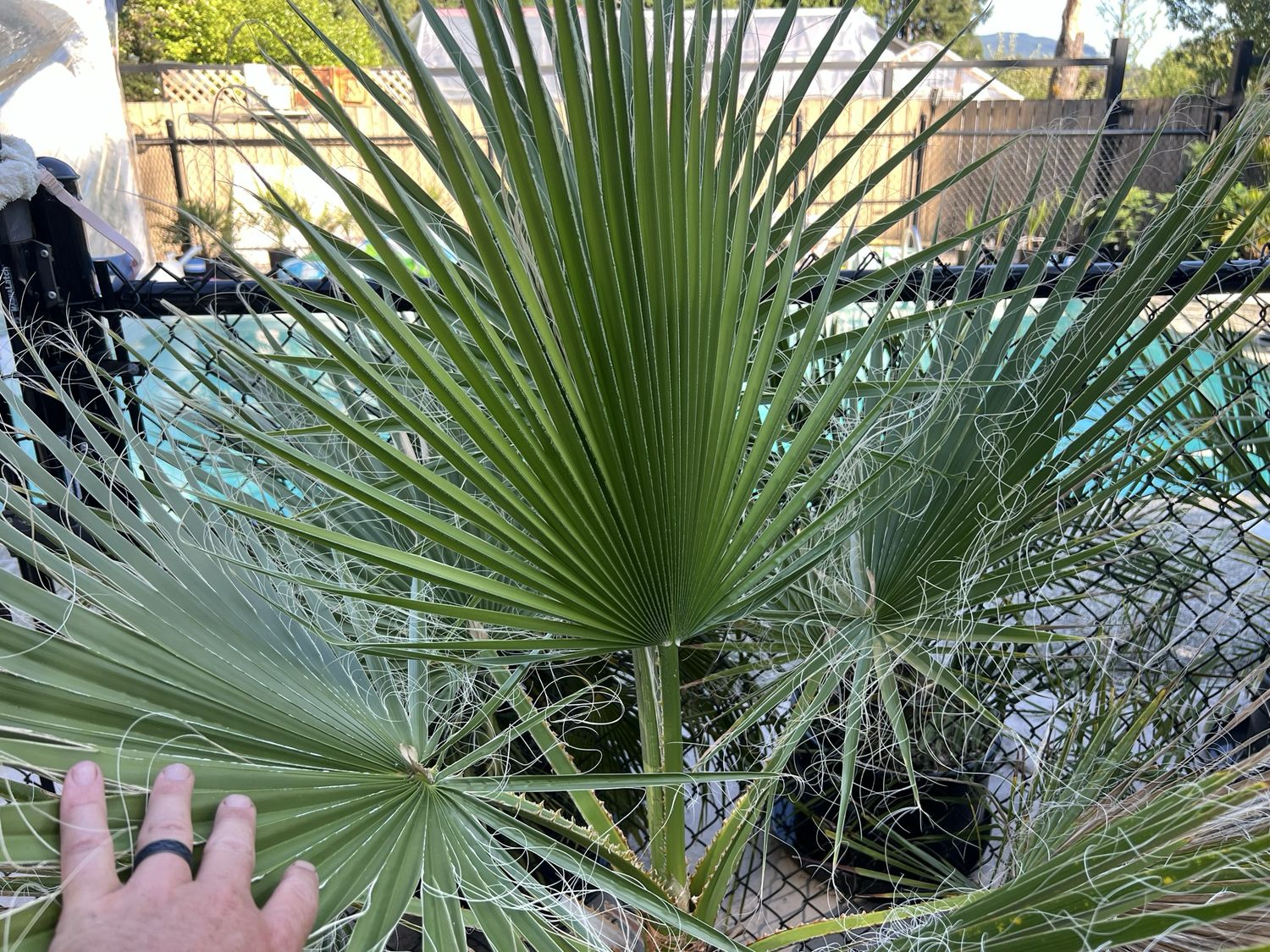 Washingtonia robusta palm  X-Large