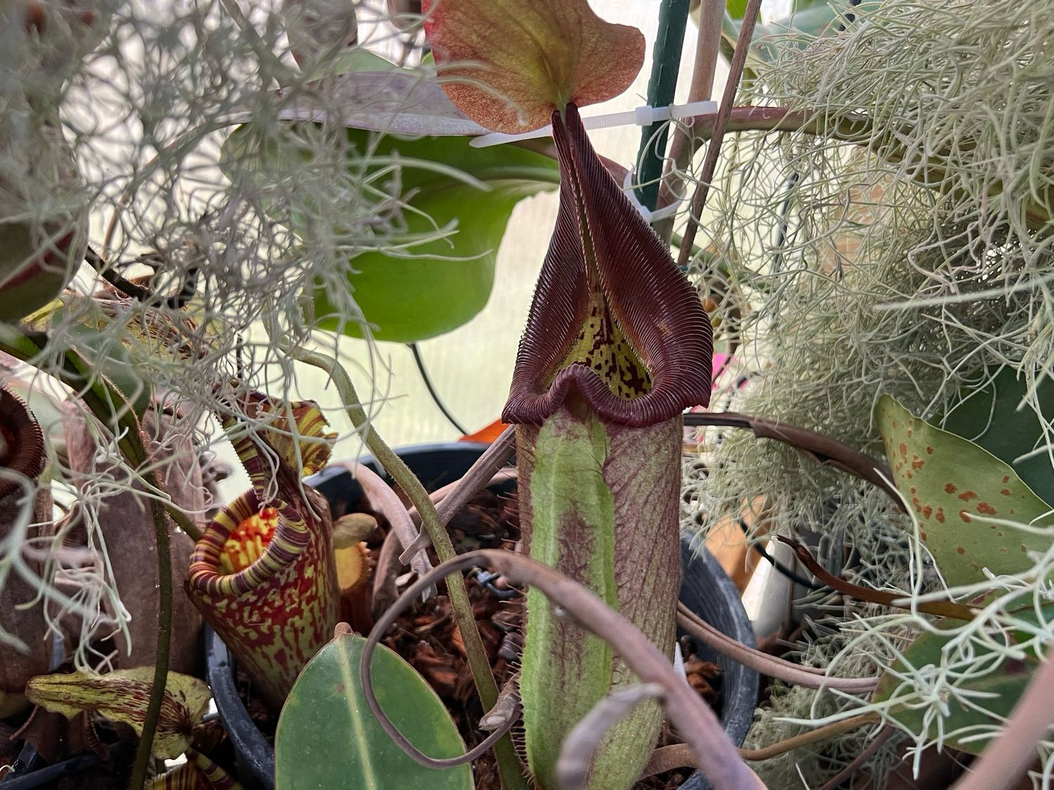 Nepenthes robcantleyi- Cedric Azais Clones