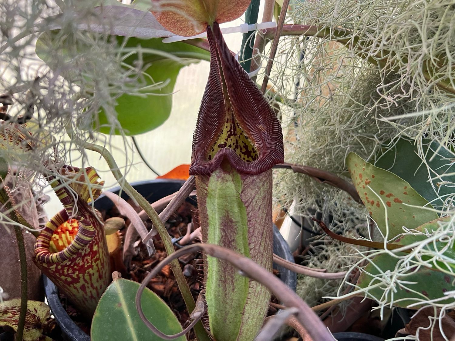 Nepenthes robcantleyi- Cedric Azais Clones
