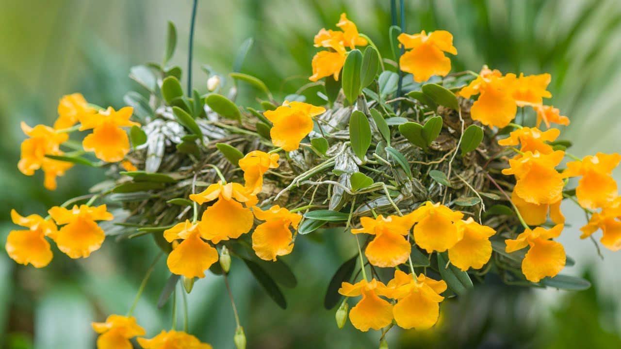 Dendrobium jenkinsii - Miniature Orchid