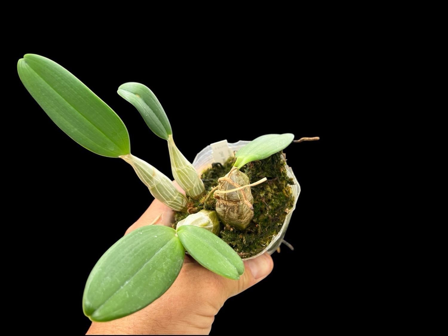 Dendrobium jenkinsii - Miniature Orchid
