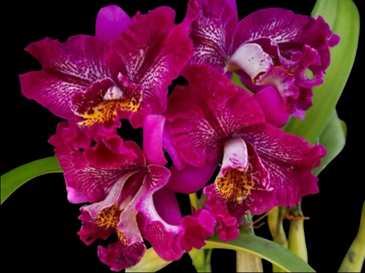 Meloara Ching Sun Bright Star Orchid