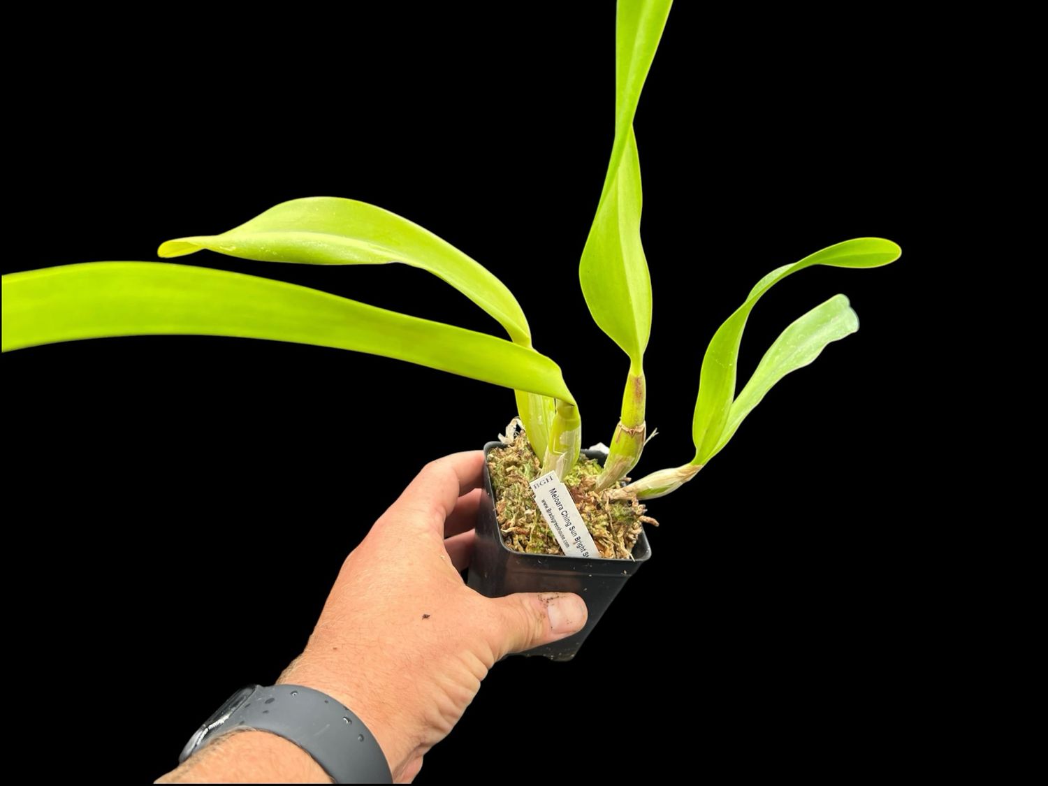 Meloara Ching Sun Bright Star Orchid