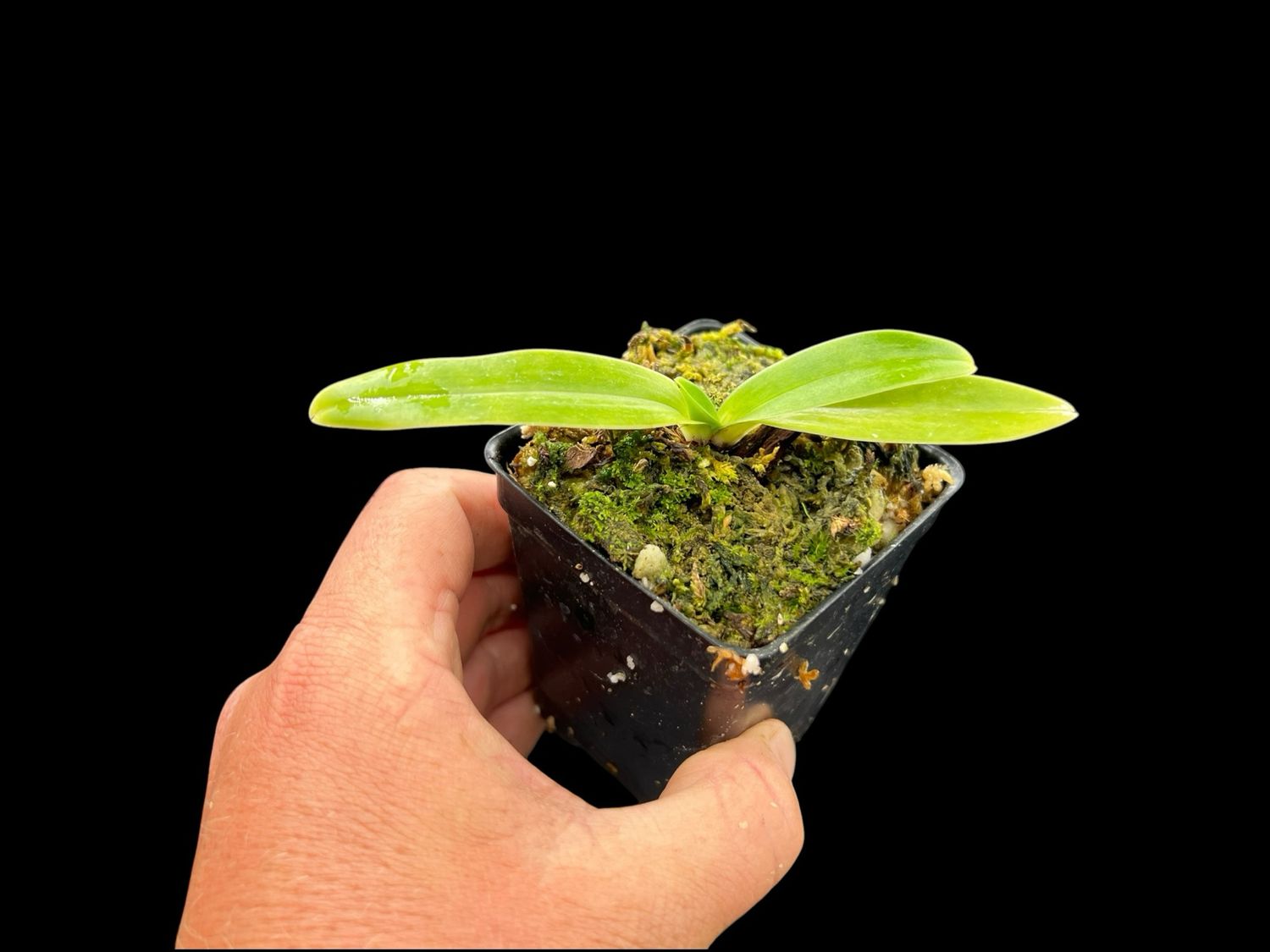 Paphiopedilum charlesworthii