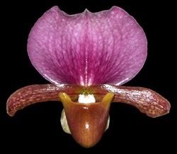 Paphiopedilum charlesworthii