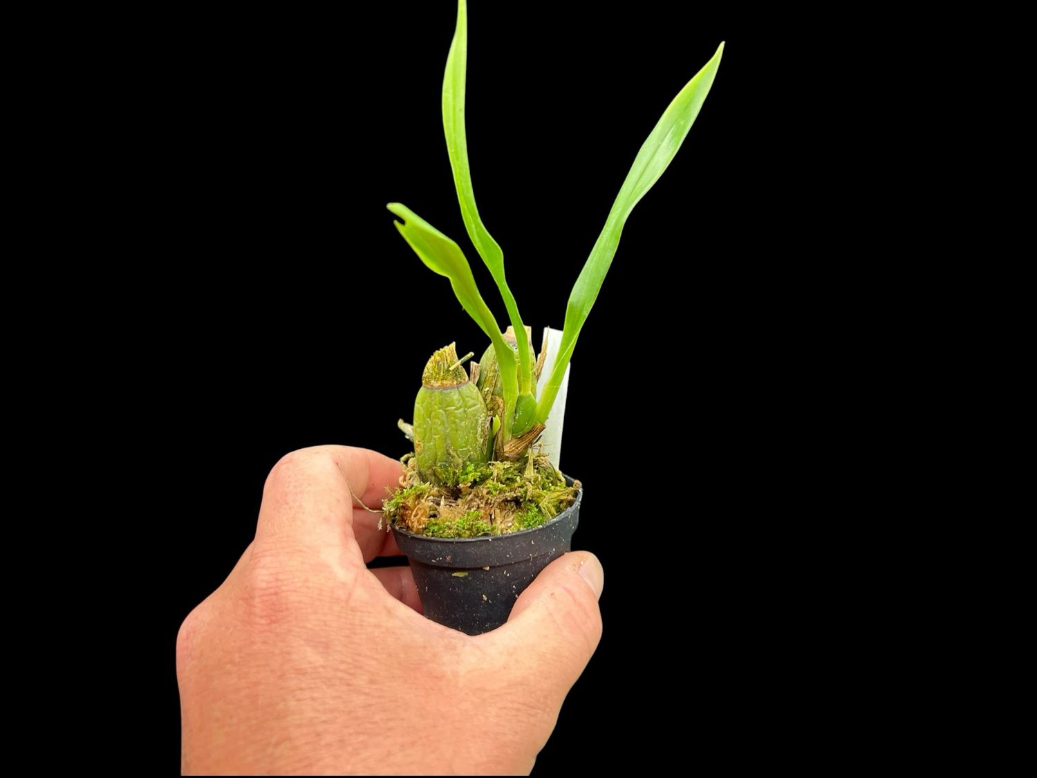 Zygonisia Murasakikomachi Orchid (Small)