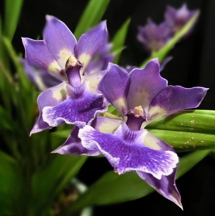 Zygonisia Murasakikomachi Orchid (Small)