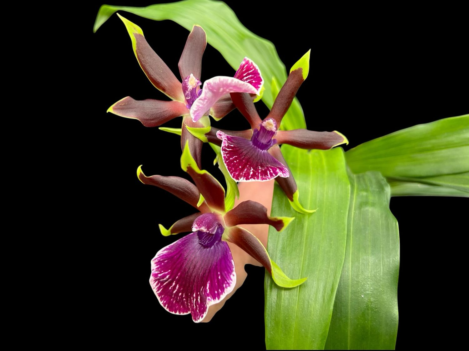 Zygolum Louisendorf ‘Rhein Moonlight’ Orchid (Blooming Size)