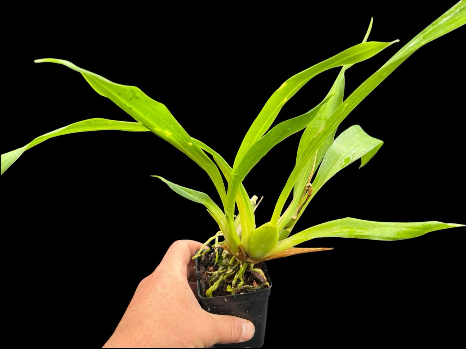 Zygolum Louisendorf ‘Rhein Moonlight’ Orchid (Blooming Size)