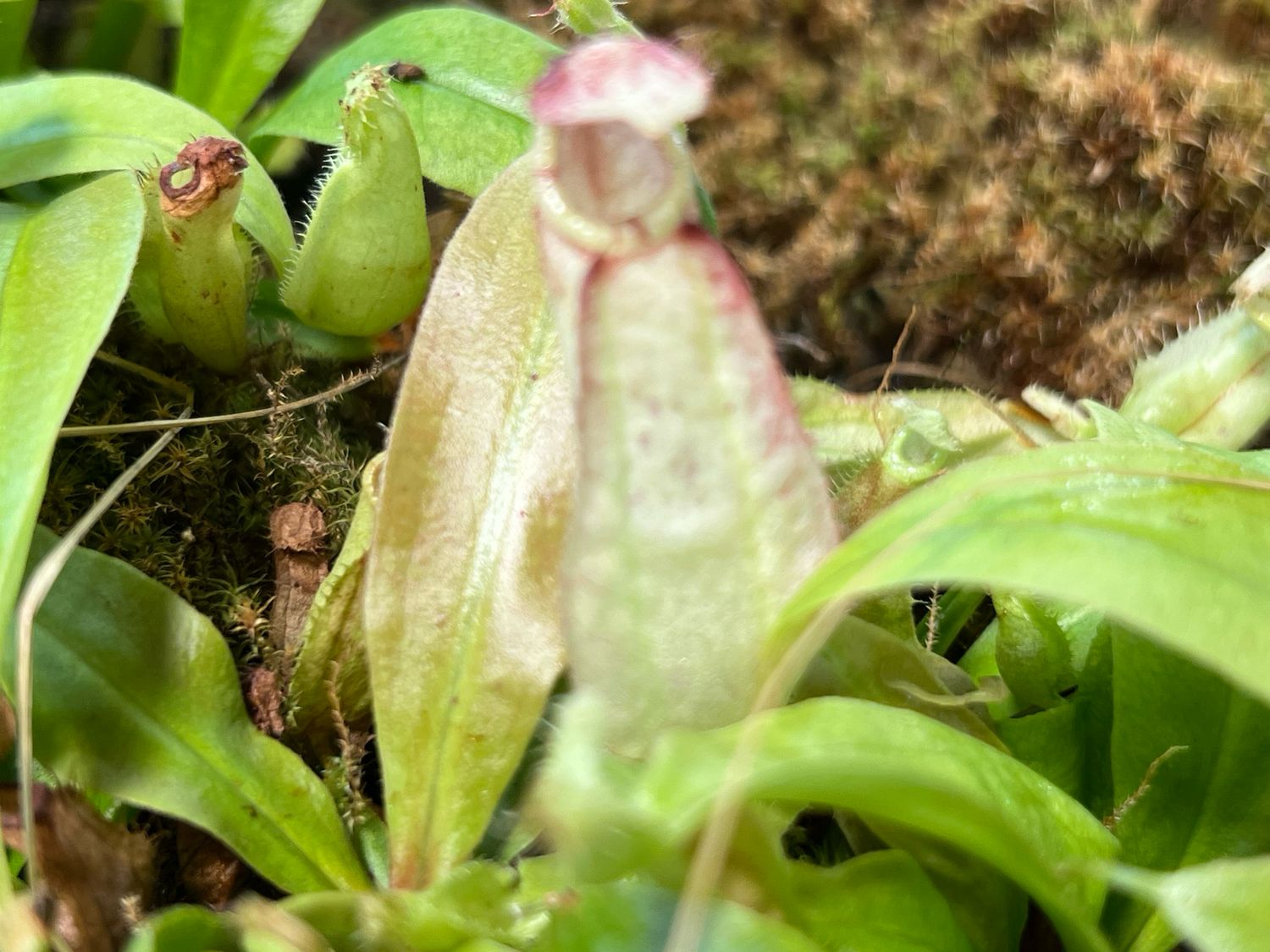 Nepenthes rafflesiana 