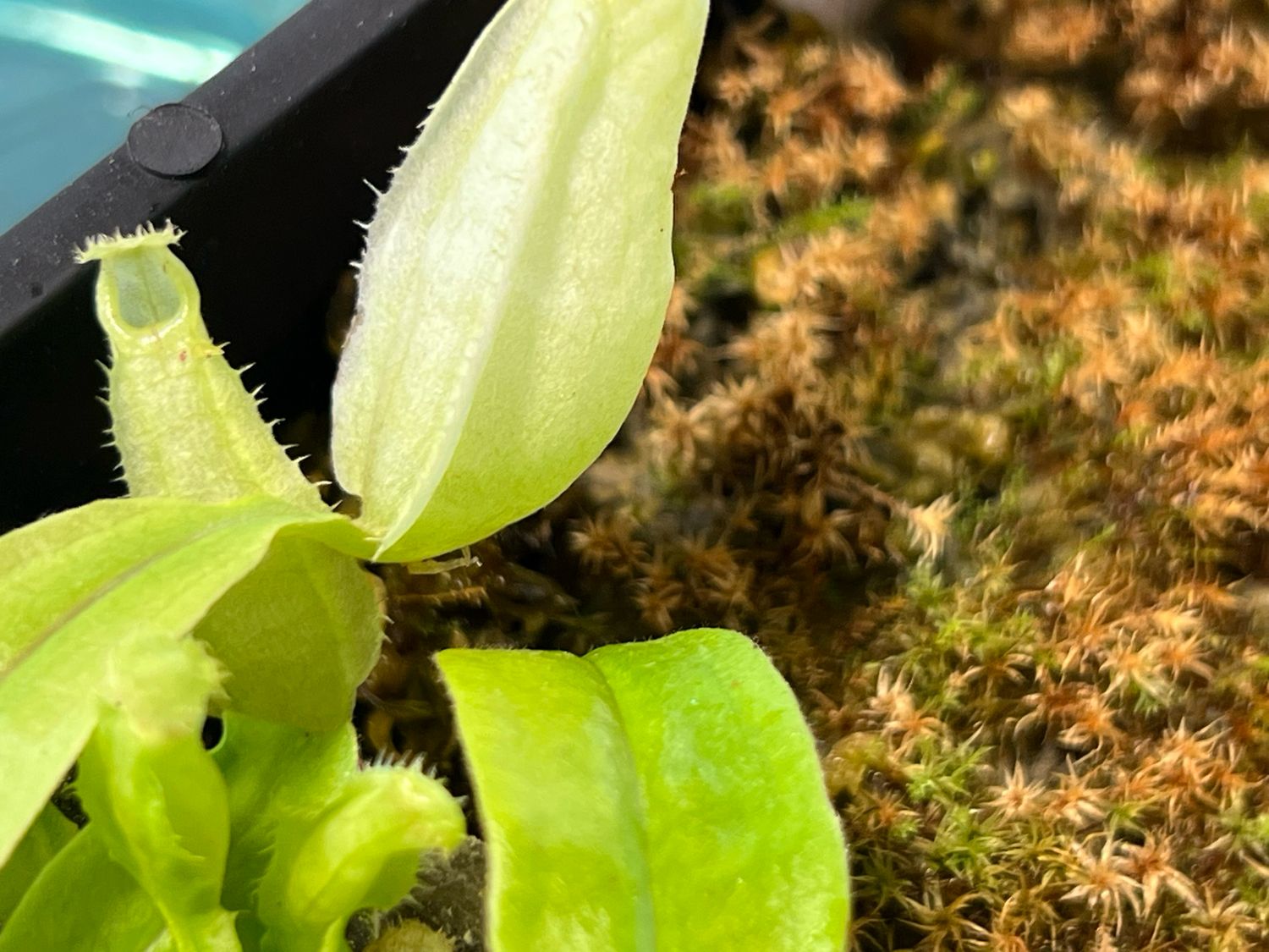 Nepenthes rafflesiana 