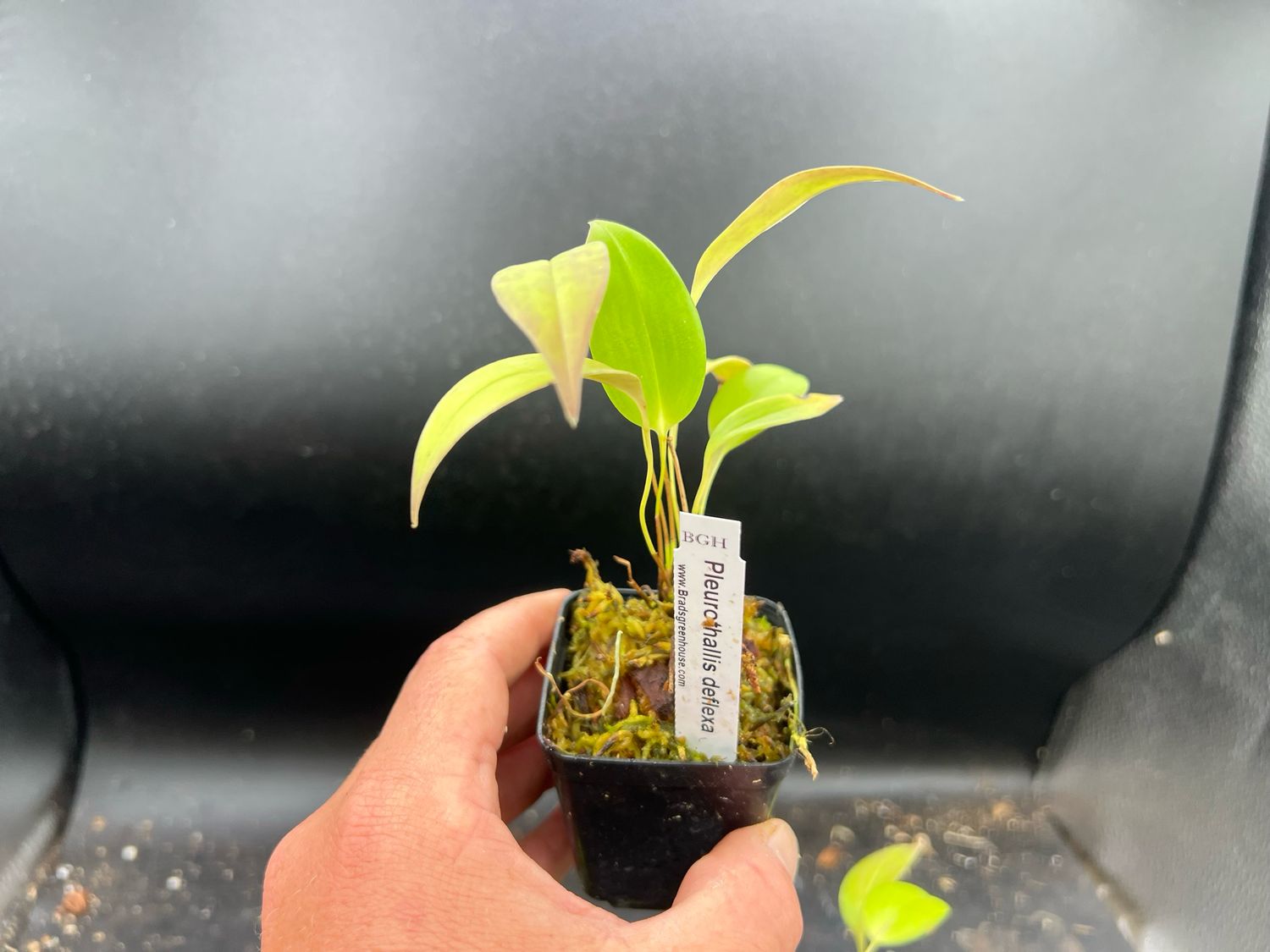 Pleurothallis deflexa Orchid
