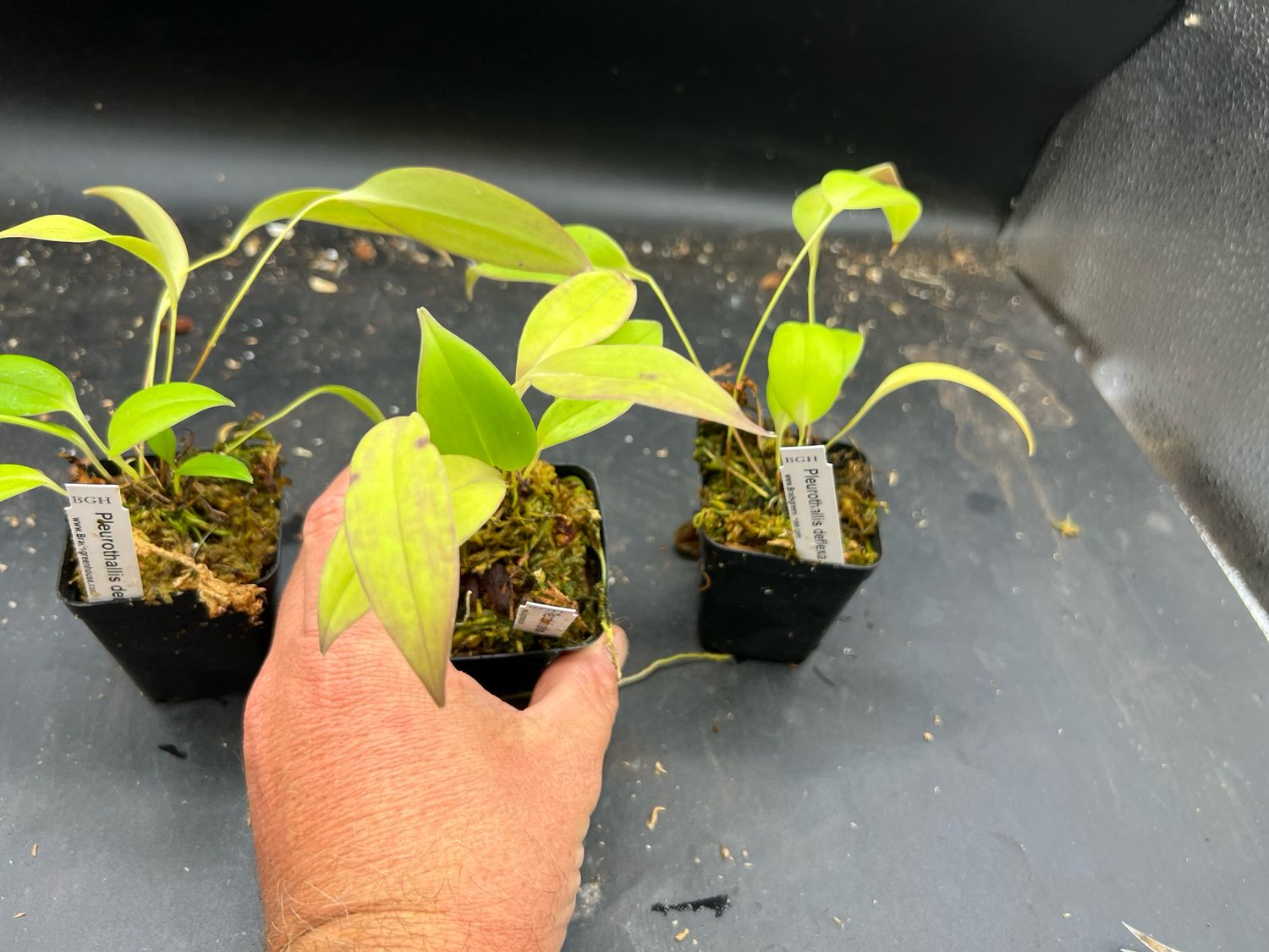 Pleurothallis deflexa Orchid