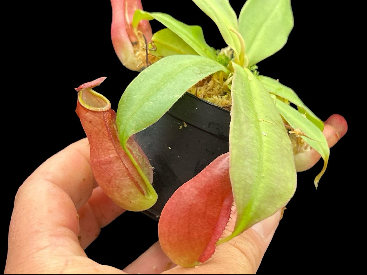 Nepenthes  (mirabilis x Viking) x ampullaria“Red form”