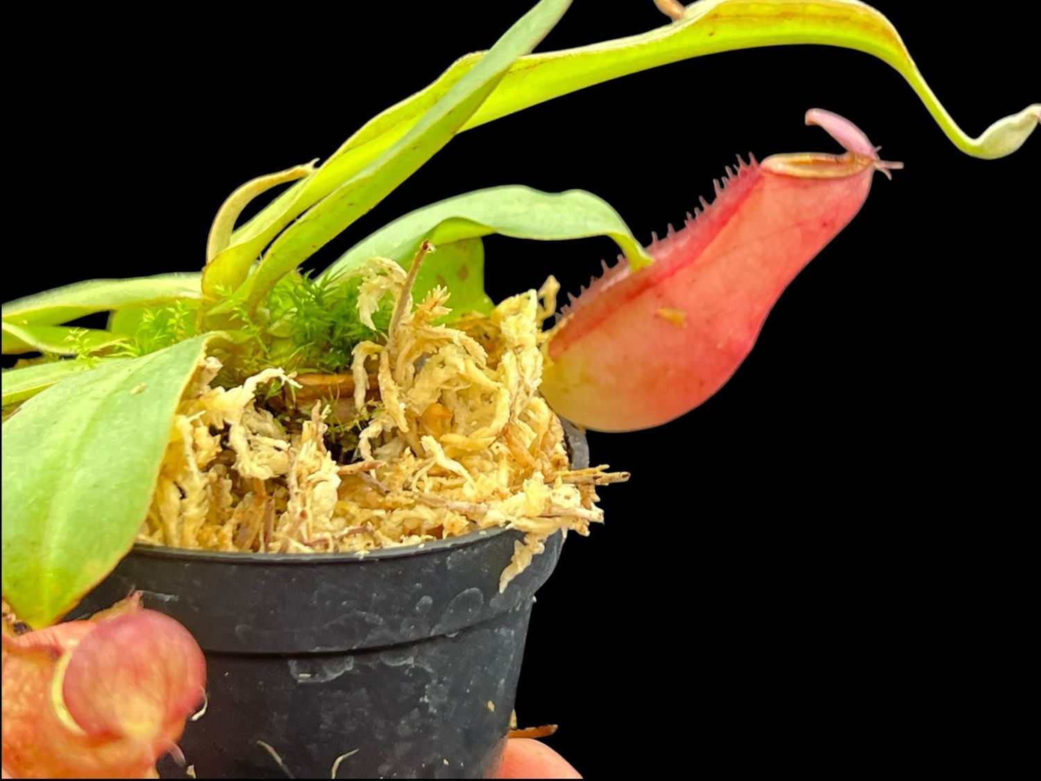 Nepenthes  (mirabilis x Viking) x ampullaria“Red form”