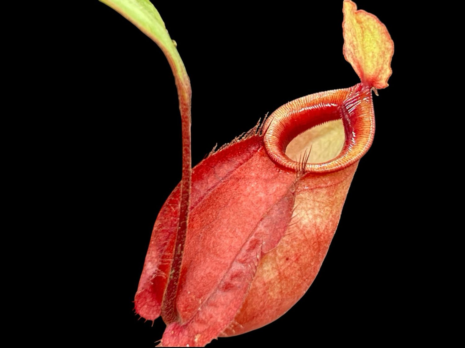 Nepenthes Viking x Rafflesiana - “Viking Form” - Small