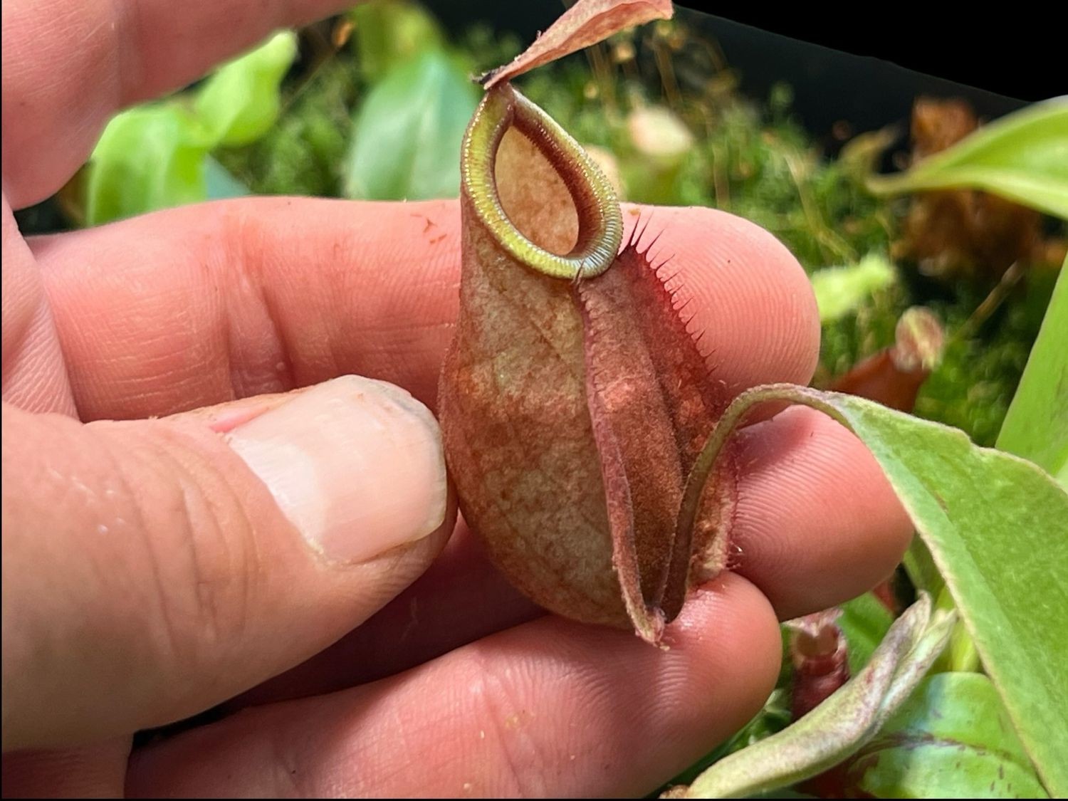 Nepenthes Viking x Rafflesiana - “Viking Form” - Large