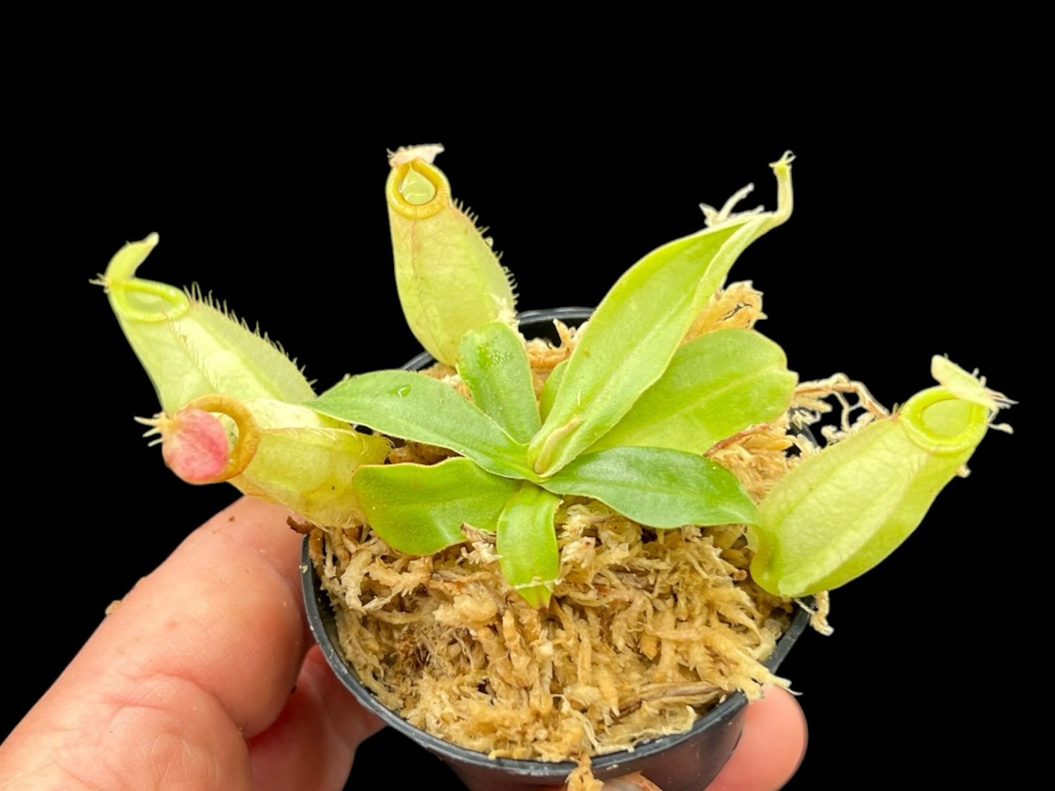 Nepenthes  (mirabilis x rafflesiana ) x ampullaria - White Form