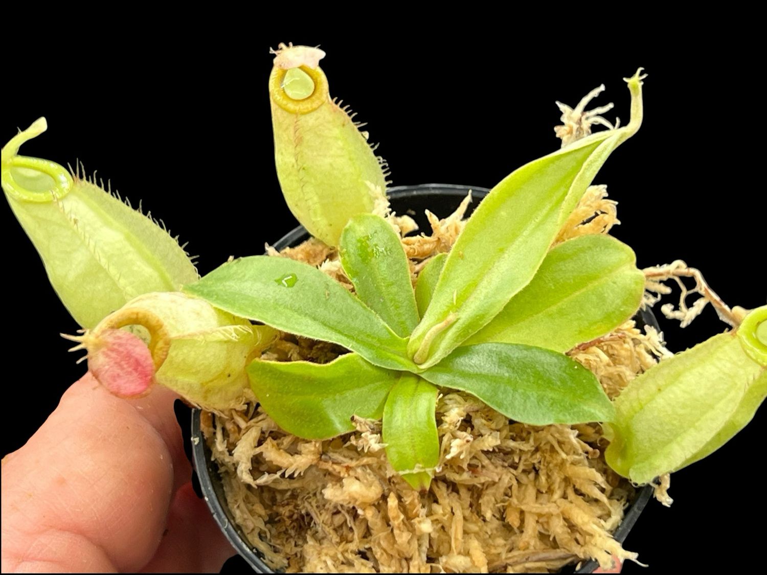Nepenthes  (mirabilis x rafflesiana ) x ampullaria - White Form