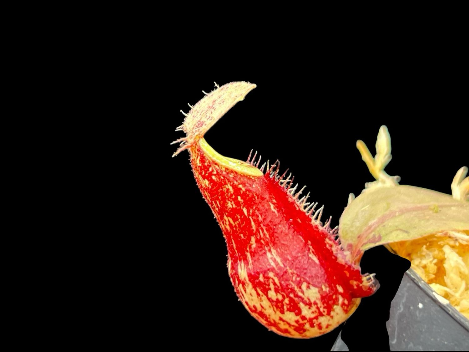 Nepenthes  (mirabilis x rafflesiana ) x ampullaria “Black miracle”
