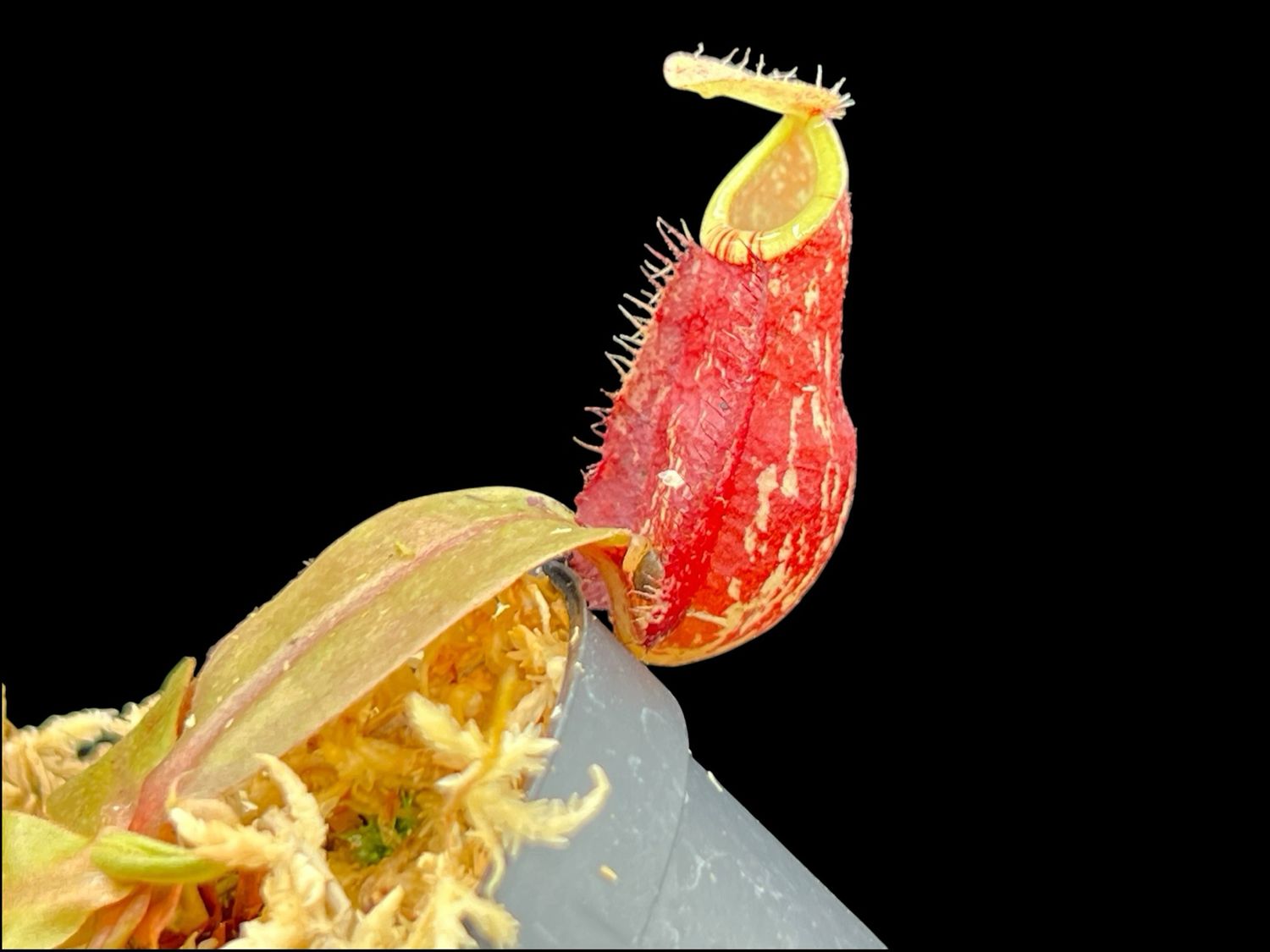 Nepenthes  (mirabilis x rafflesiana ) x ampullaria “Black miracle”