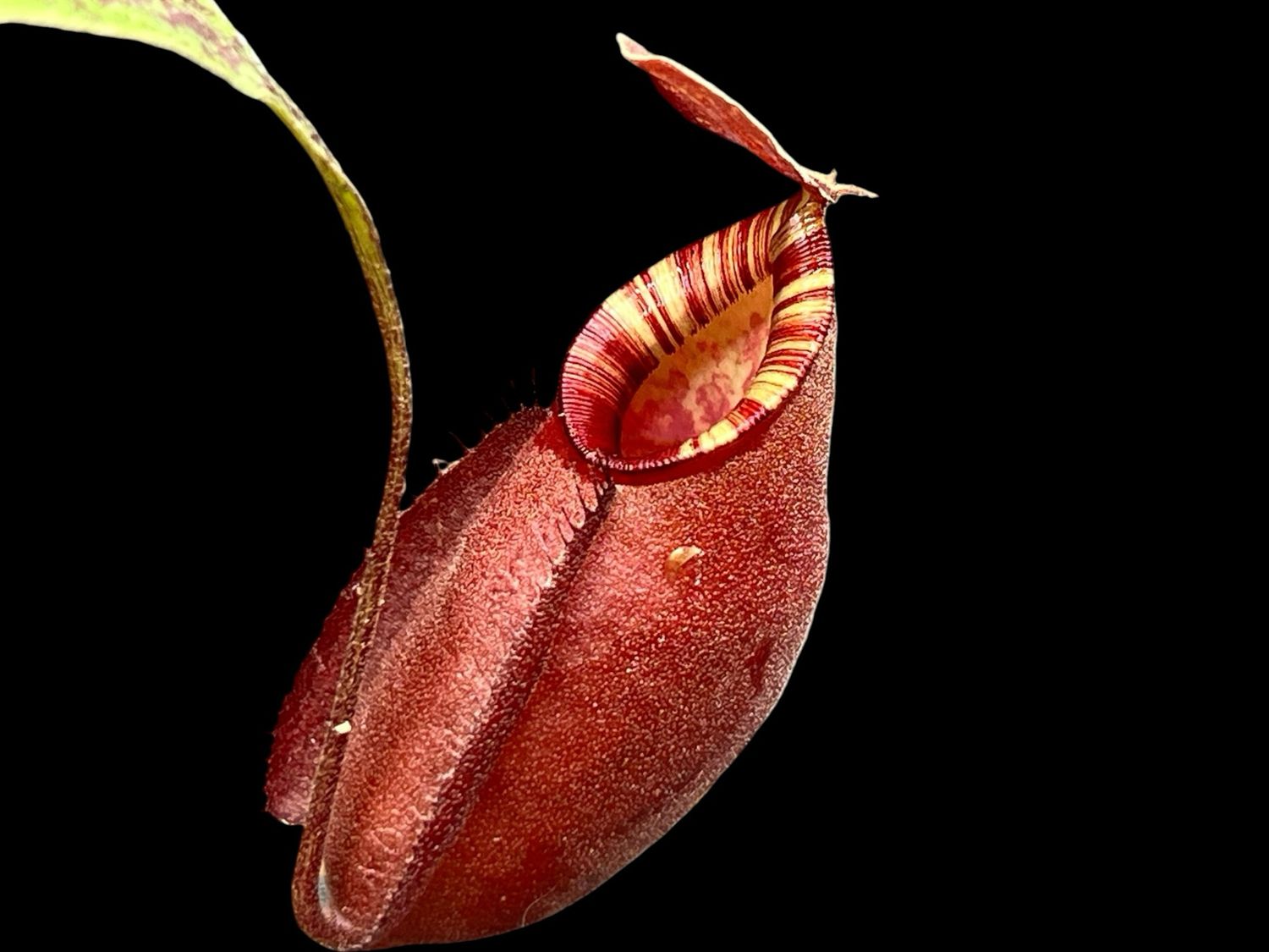Nepenthes Viking x Rafflesiana - “Red Speckled Form” - Small
