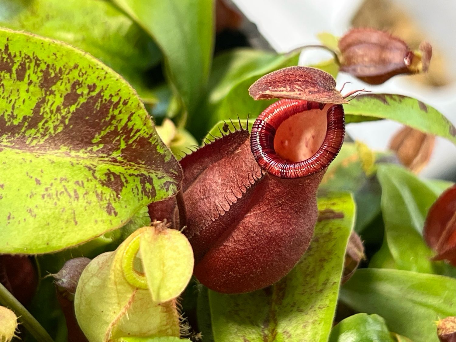 Nepenthes Viking x Rafflesiana - “Red Speckled Form” - Small