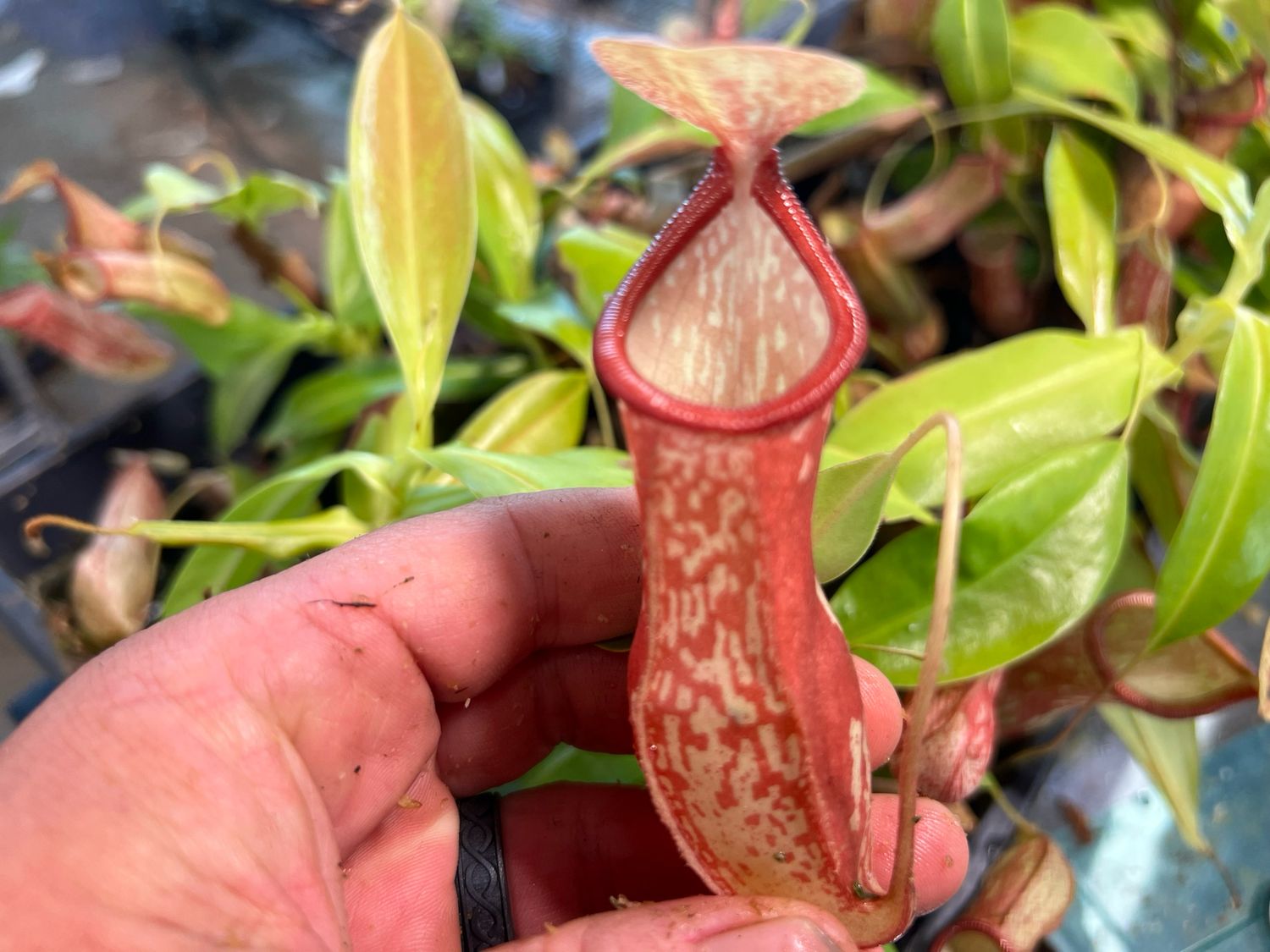 Nepenthes Gaya - Large