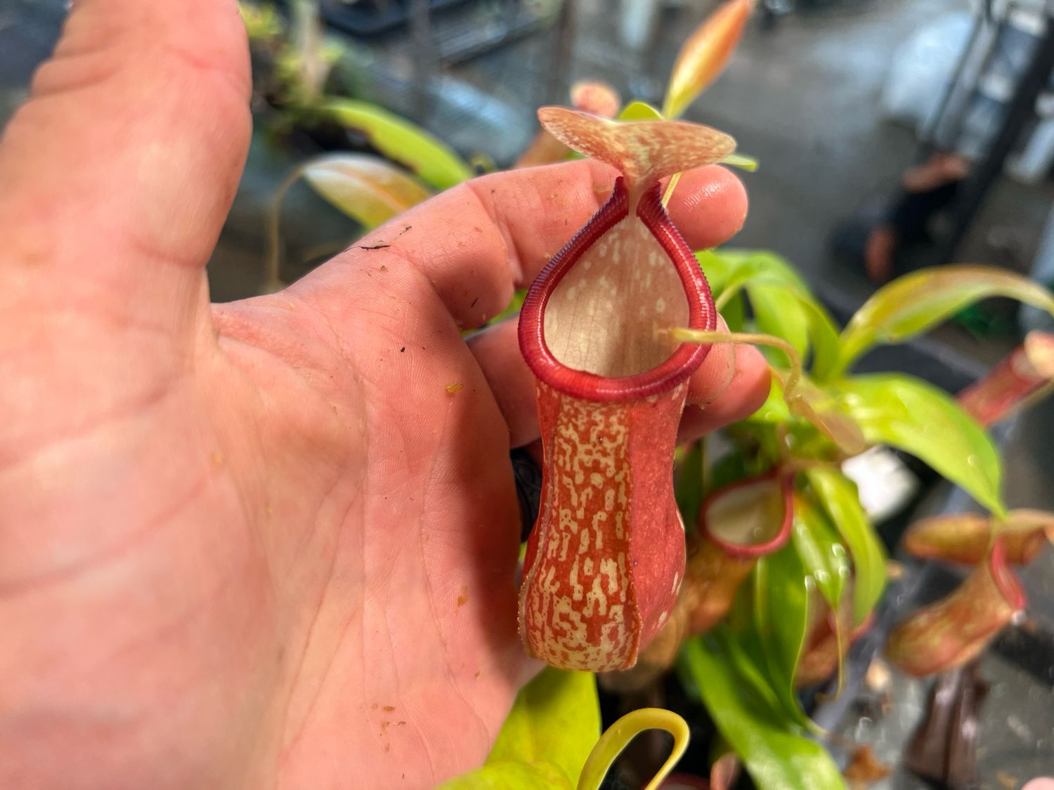 Nepenthes Gaya - Large