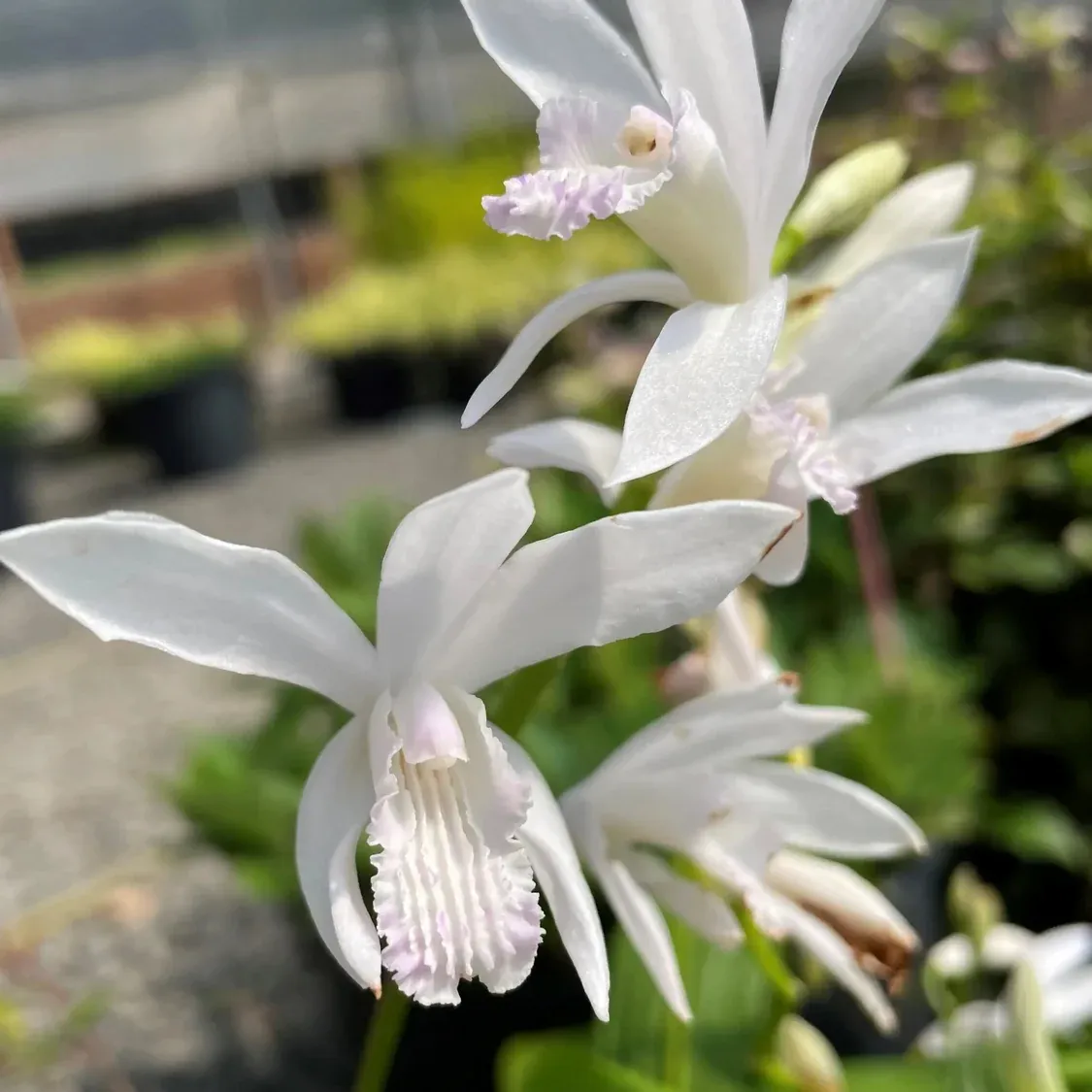 Bletilla striata 'Innocence'