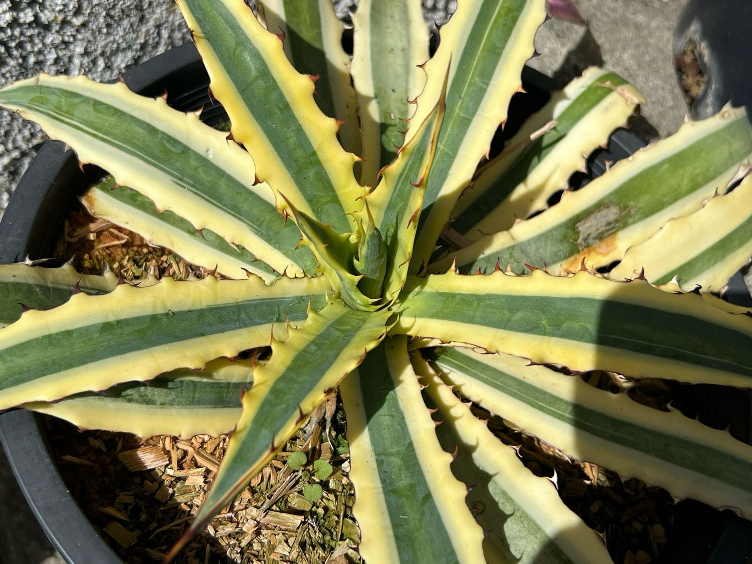 Agave xylonacantha ‘Frostbite’ - Large