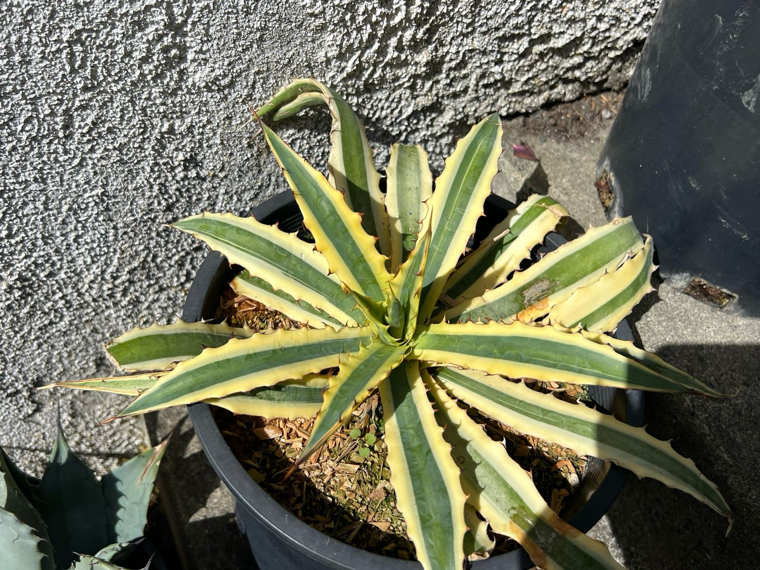 Agave xylonacantha ‘Frostbite’ - Large