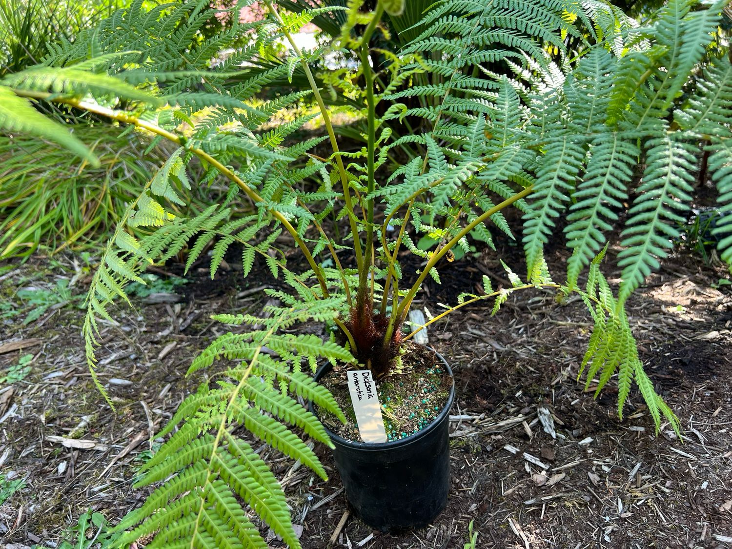 Dicksonia antarctica – Australian Tree Fern