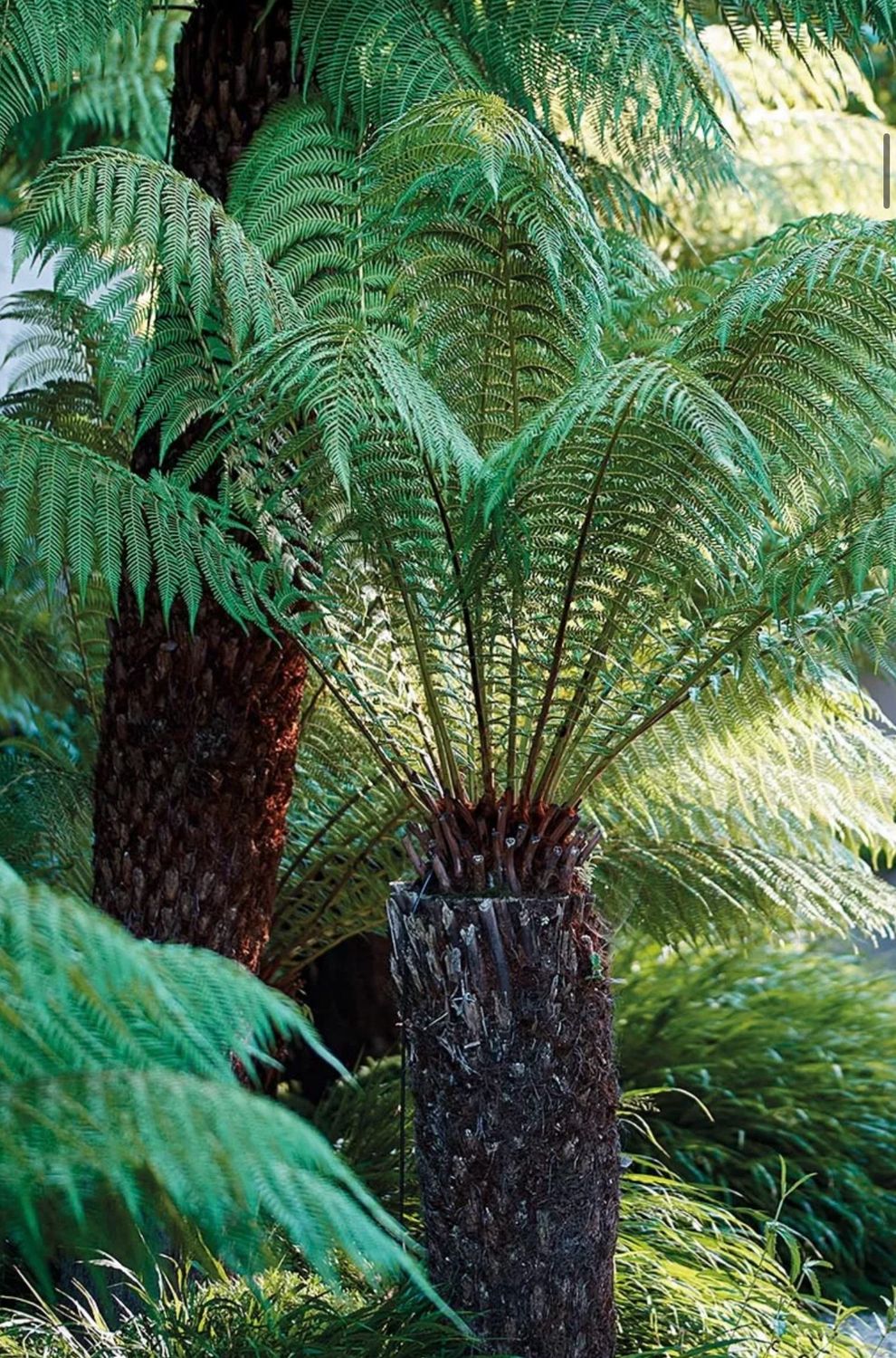 Dicksonia antarctica – Australian Tree Fern