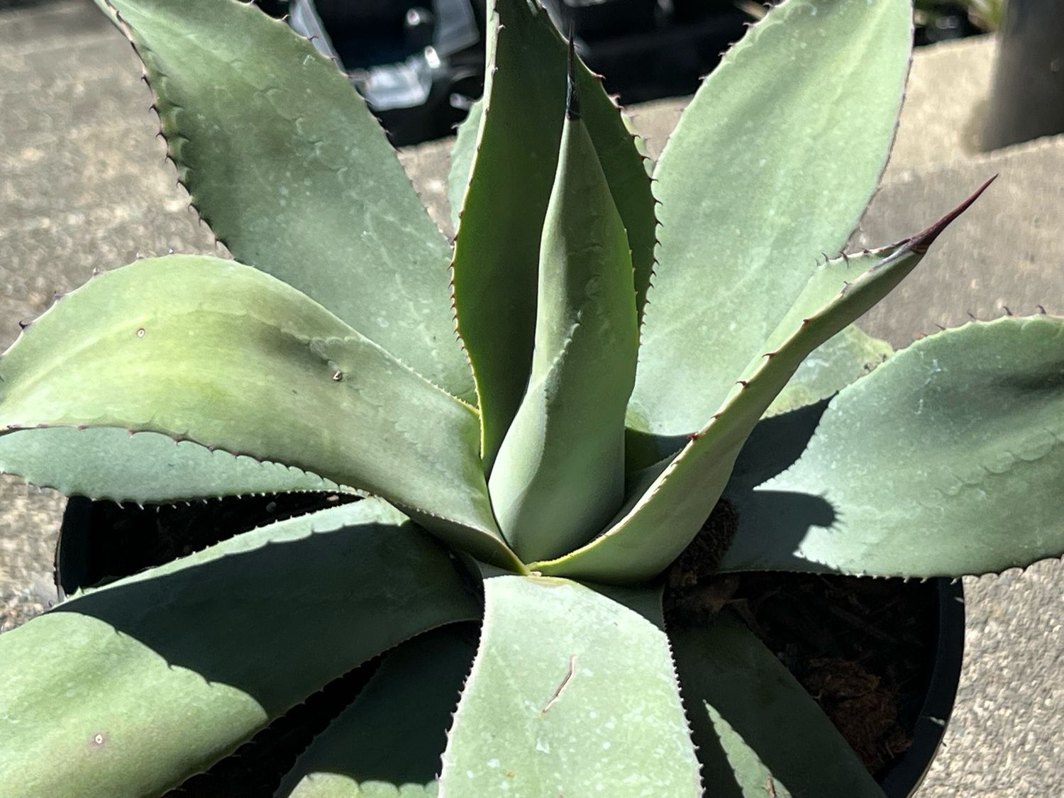 Agave parryi subsp. parryi “Giant Form” - Large