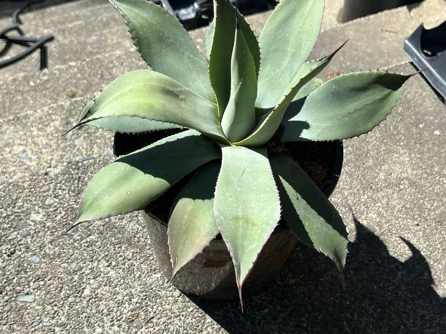 Agave parryi subsp. parryi “Giant Form” - Large