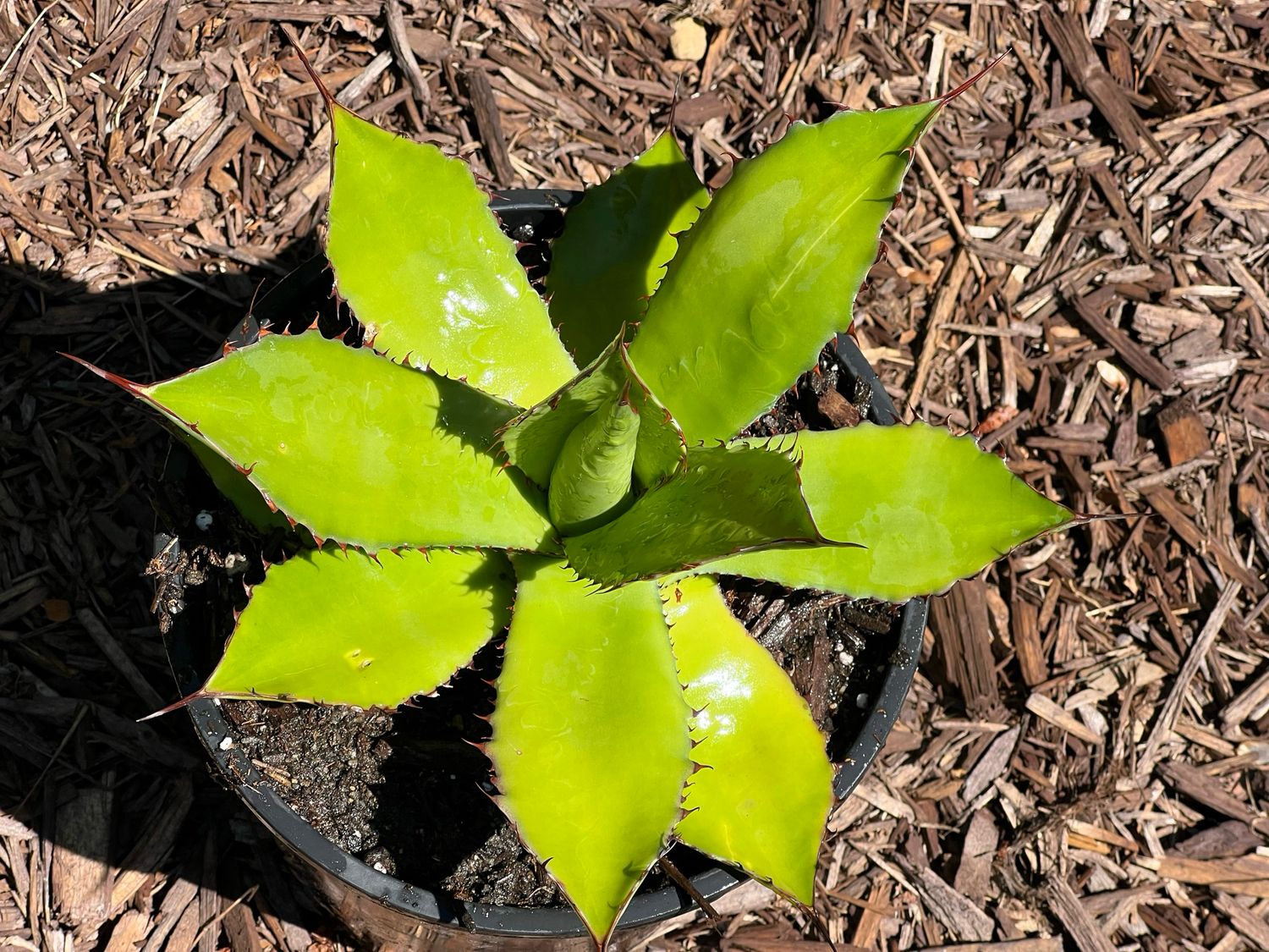 Agave maximiliana - Large