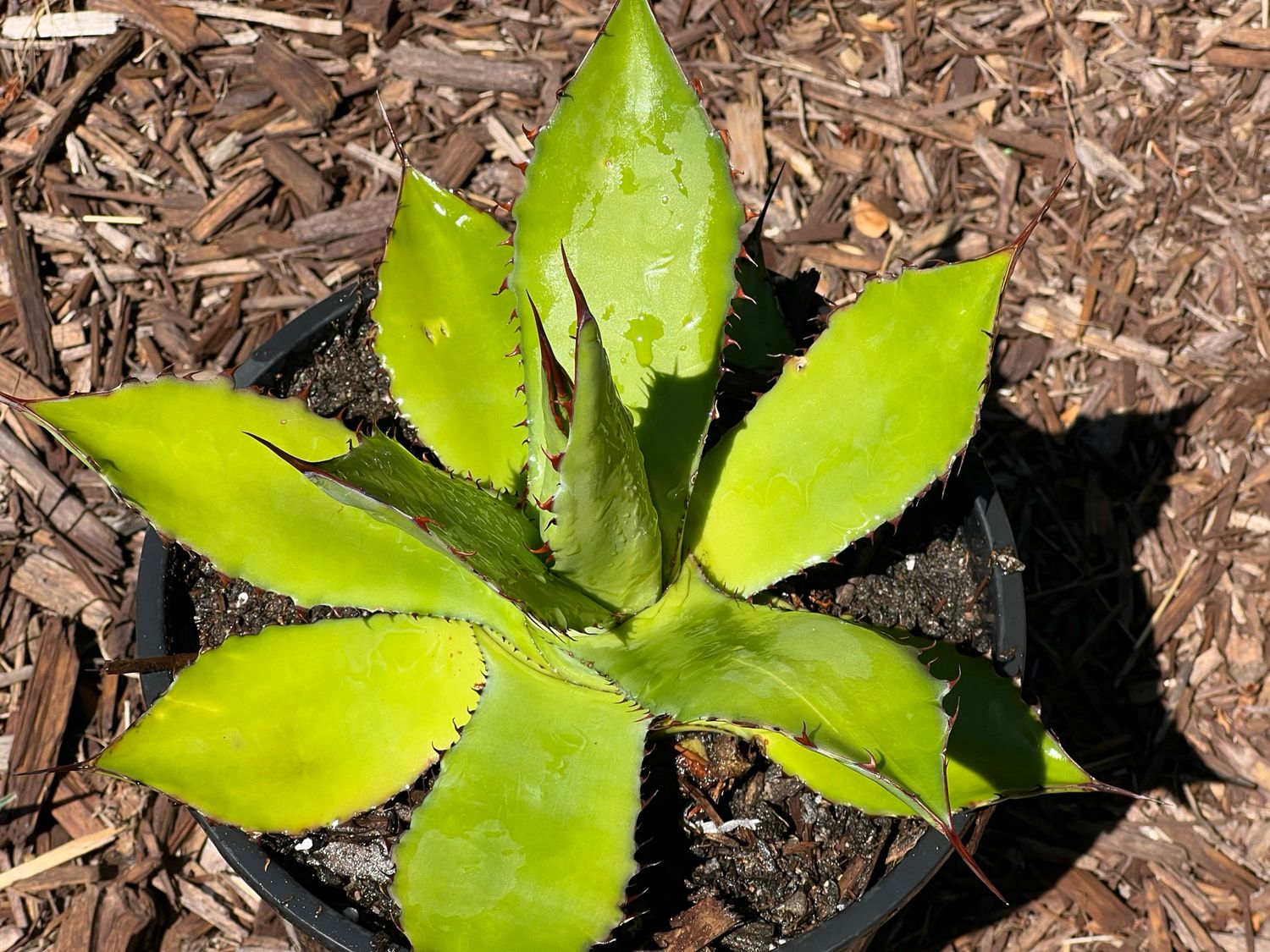 Agave maximiliana - Large