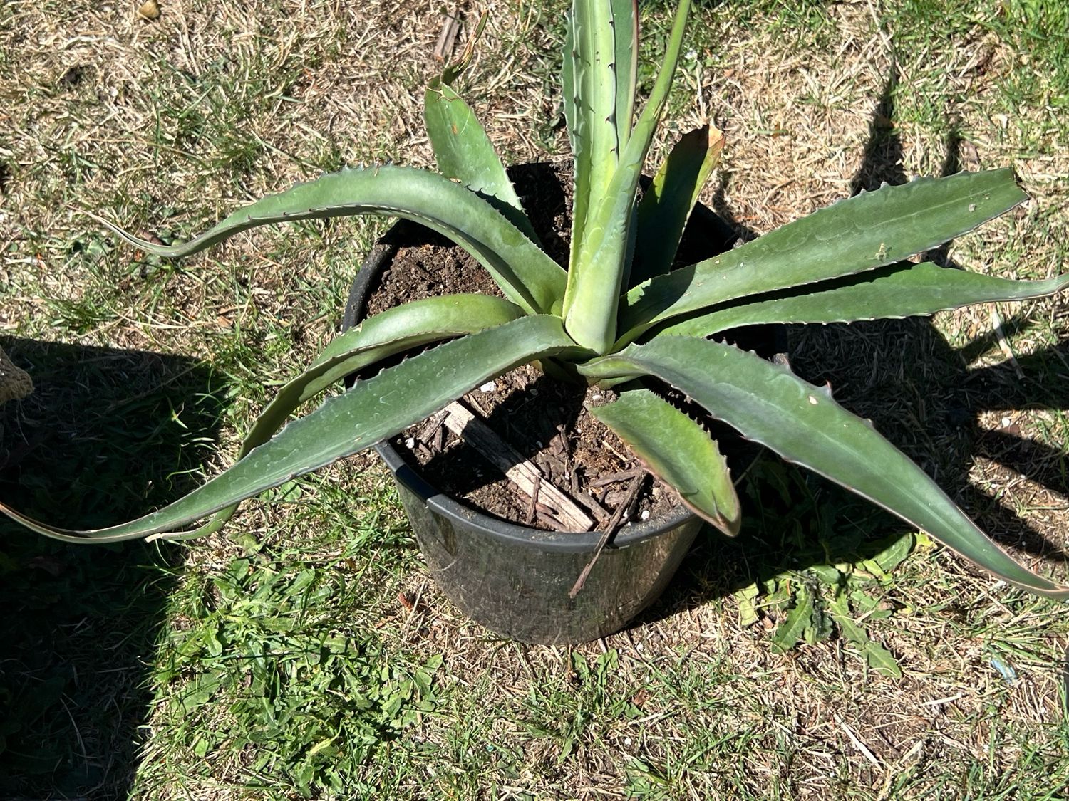 Agave salmiana subsp. salmiana - Large