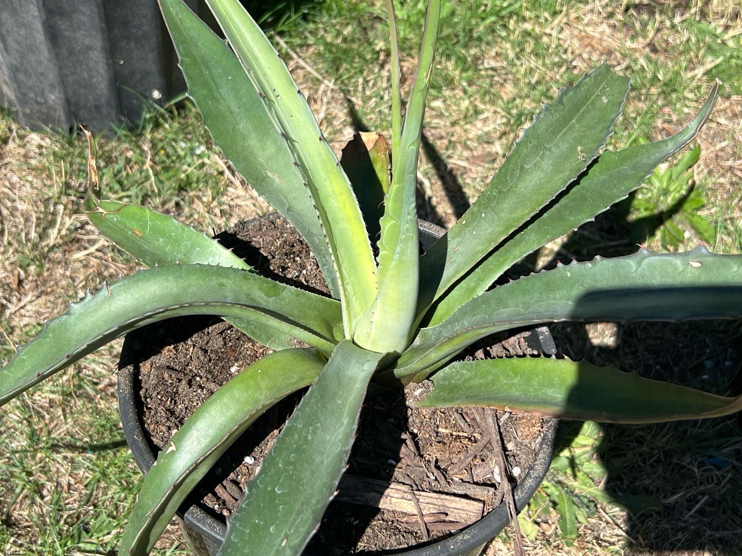 Agave salmiana subsp. salmiana - Large