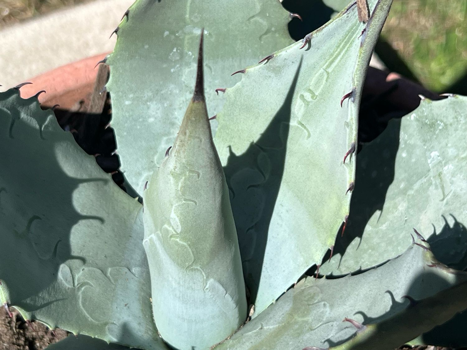 Agave parryi subsp. parryi